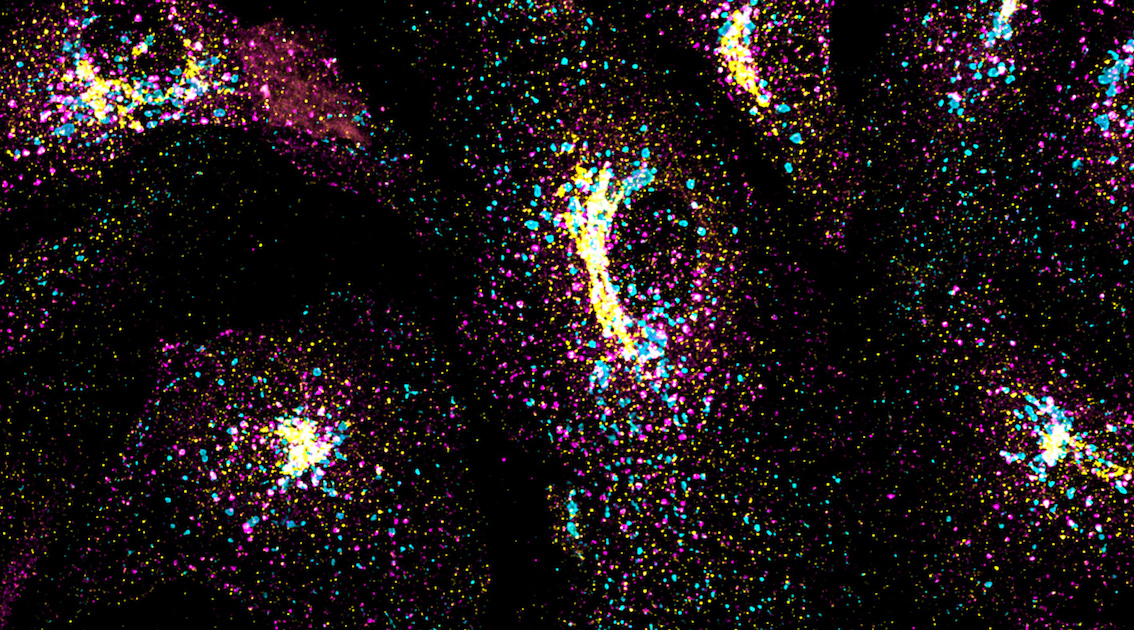 autoorganizzazione cellulare 2021