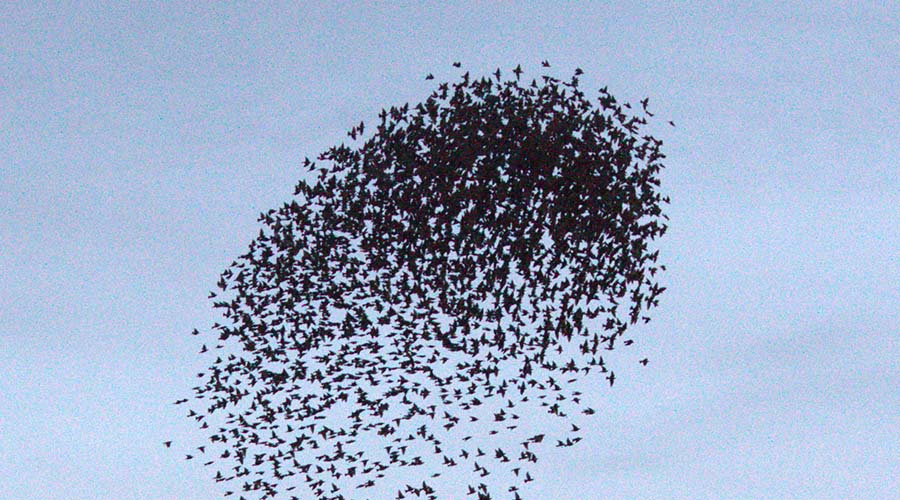 immagine news Stormi di storni